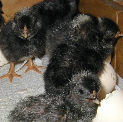 Australorps